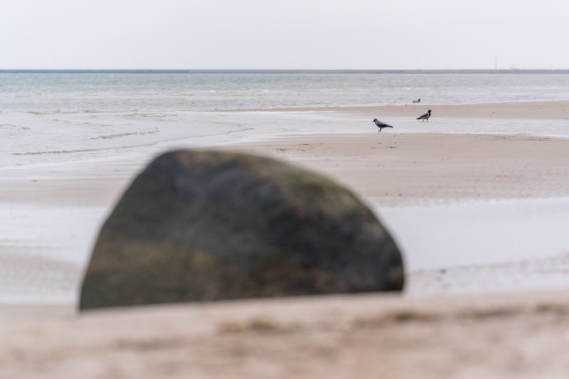 Nature photography: Birds at the Baltic Sea coast, Image 24 of 27