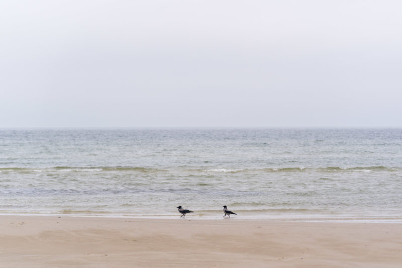 Nature photography: Birds at the Baltic Sea coast, Image 25 of 27