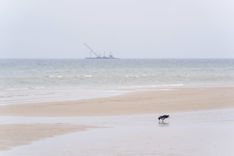 Naturfotografie: Vögel an der Ostseeküste, Bild 26 von 27