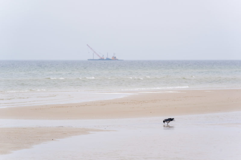 Nature photography: Birds at the Baltic Sea coast, Image 26 of 27