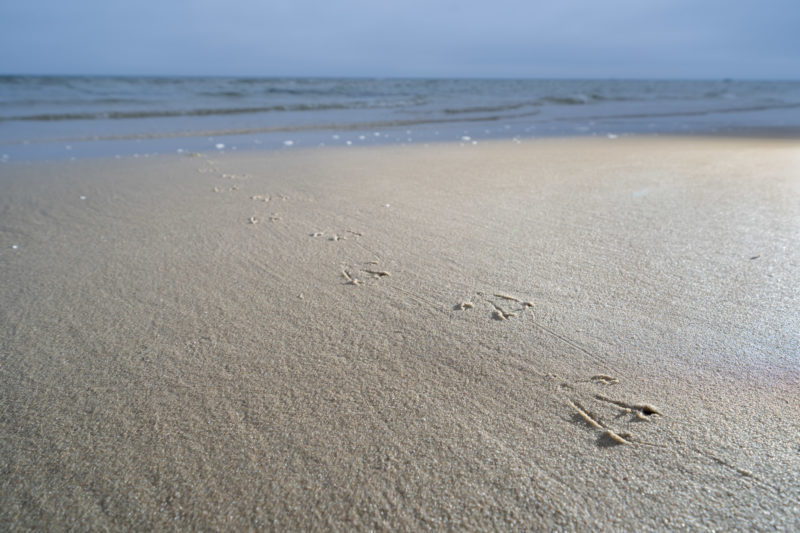 Naturfotografie: Vögel an der Ostseeküste, Bild 27 von 27