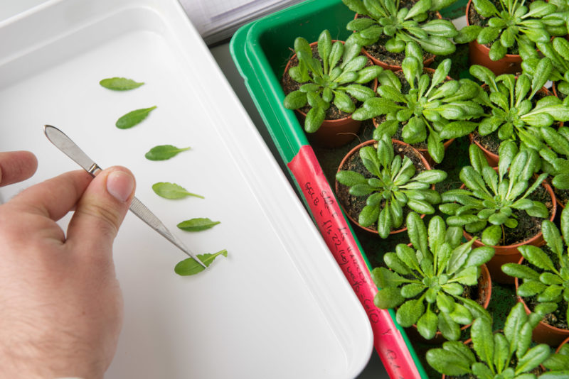 Science photography: Investigation of plant growth at the Centre for Plant Molecular Biology ZMBP at the Eberhard Karls University of Tübingen.