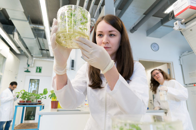 Wissenschaftsfotografie: Am Institut für Phytomedizin der Universität Hohenheim wird nach neuen, biologischen Verfahren zur Vermeidung des Einsatzes chemischer Pflanzenschutzmittel geforscht. Eine Mitarbeiterin untersucht eine Laborpflanze in ihrem Wachstumsgefäss.