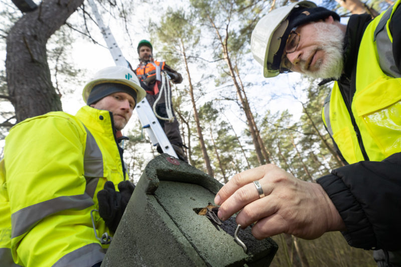 Photo reportage with bat specialists: The bat is released back into the nesting box.