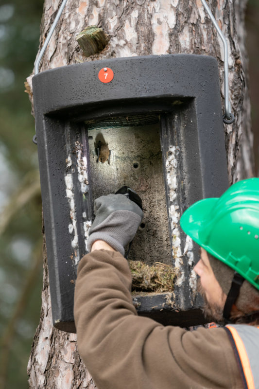 Fotoreportage bei Fledermausspezialisten: Eine Fledermaus in einem der geöffneten Nistkästen. 