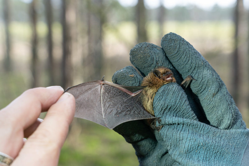 Fotoreportage bei Fledermausspezialisten: Ein Flügel einer Fledermaus wird zur Kontrolle entfaltet.