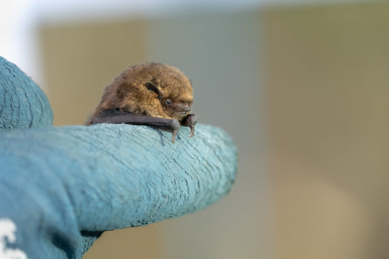 Fotoreportage bei Fledermausspezialisten: Eine Fledermaus sitzt auf dem Handschuhfinger.