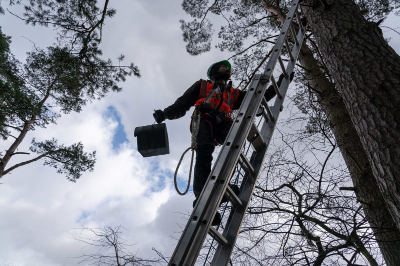 Photo reportage with bat specialists: Backlight shot of one of the climbers on the ladder. In front of the cloudy sky he is clearly visible as a silhouette.