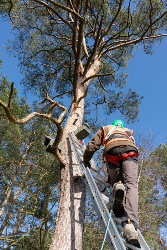 Fotoreportage bei Fledermausspezialisten: Jeder Nistkasten wird einzeln vom Baum geholt, geöffnet und der Inhalt katalogisiert.