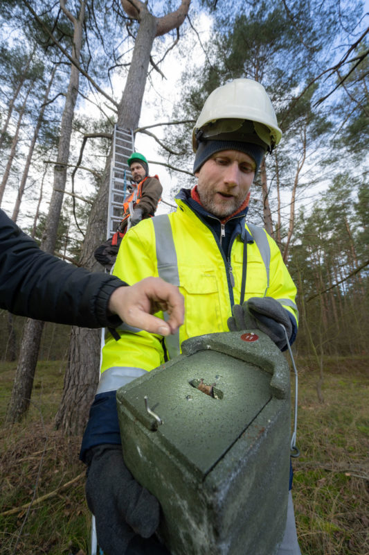 Fotoreportage bei Fledermausspezialisten: Eine Fledermaus flüchtet wieder in ihren Nistkasten. Man sieht noch die Hinterbeine herausragen.