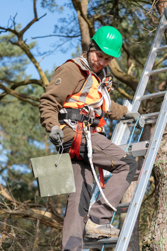 Photo reportage at bat specialists: The inspection of nesting boxes of bats requires a safe climbing technique.