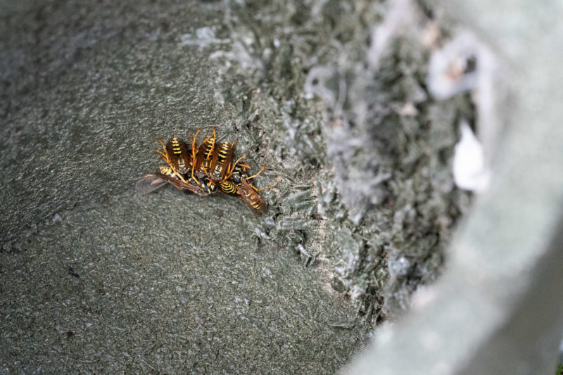Photo reportage with bat specialists: Sometimes wasps hibernate in the nesting boxes.