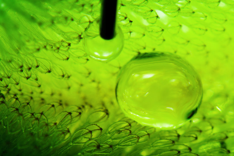 Technikfotografie: Wassertropfen auf der Oberfläche der tropischen Schwimmplanze Salvinia molesta. Deren Oberfläche wird nicht nass. Unter Wasser bildet sich in ihrem mikroskopischen Haarkleid eine dauerhafte Luftschicht, so dass sie beim Wiederauftauchen absolut trocken ist.