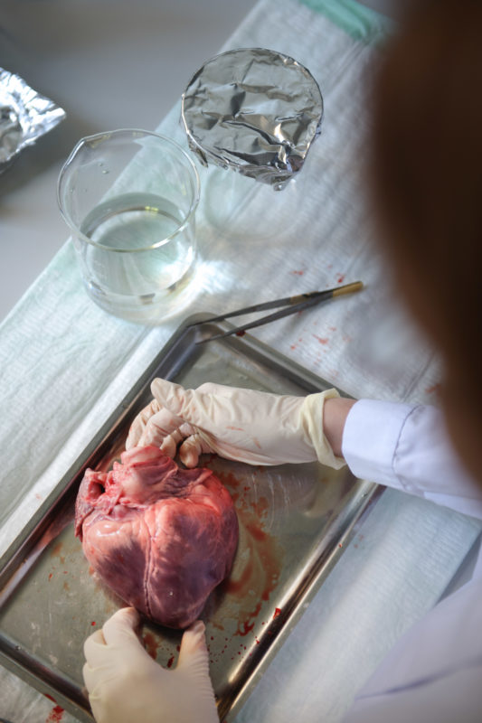 Science photography: The heart of a pig is anatomically very similar to a human heart and is therefore suitable for research purposes.