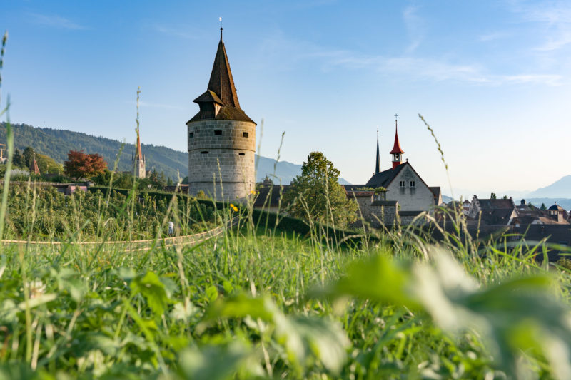 Stadtportrait: Zug am Zuger See. Eine Wiese an der Stadtmauer mitten im Zentrum. Etwas links sieht man den Kapuzinerturm.