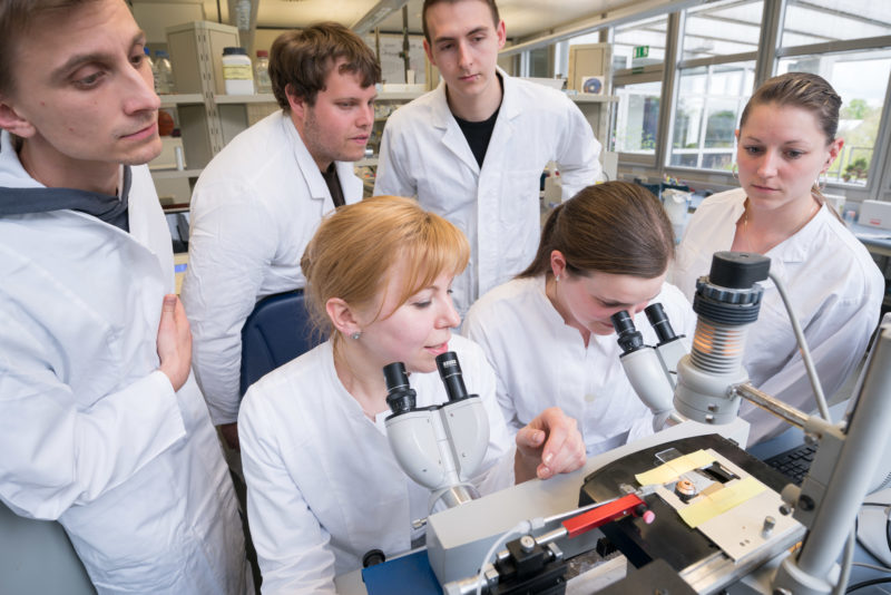 Wissenschaftsfotografie: Studierende mikrokskopieren am Institut für Genetik an der Universität Hohenheim. Forschungsobjekt ist  oft die schwarzbäuchige Taufliege Drosophila melanogaster, die weltweit als Labortier für genetische Untersuchungen etabliert ist.