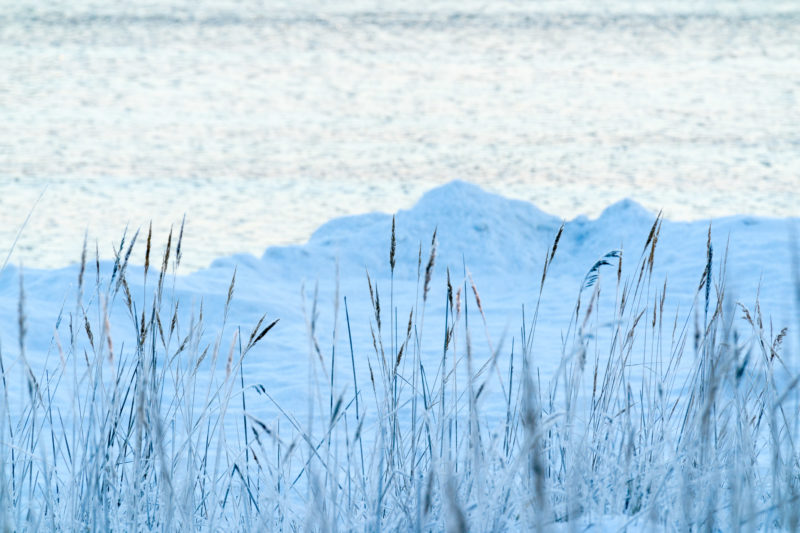 Landscape photography: Winter in Finland: Frozen grasses on the shore. Behind it you can see snow and the waterline of the coast.