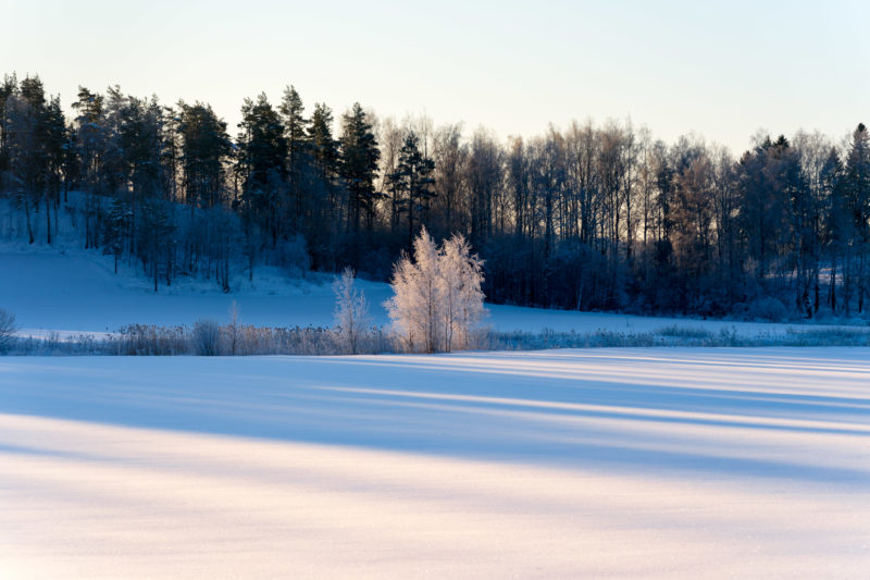 Landscape photography: Winter in Finland: Trees on the snow-covered frozen shore of the Baltic Sea.