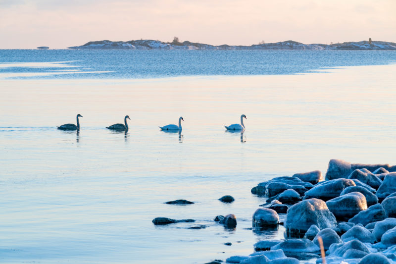 Landschaftsfotografie: Winter in Finnland: Vier Schwäne schwimmen in einer Kette hintereinander im kalten Wasser der Ostsee. Im Vordergrund eisbedeckte Felsen.