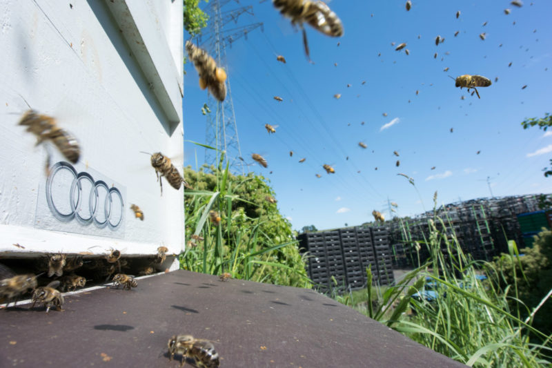 Auch wenn ihnen nicht klar ist, dass sie auf ihre Firma fliegen, finden die Bienen so vielleicht ihren Stock eher.