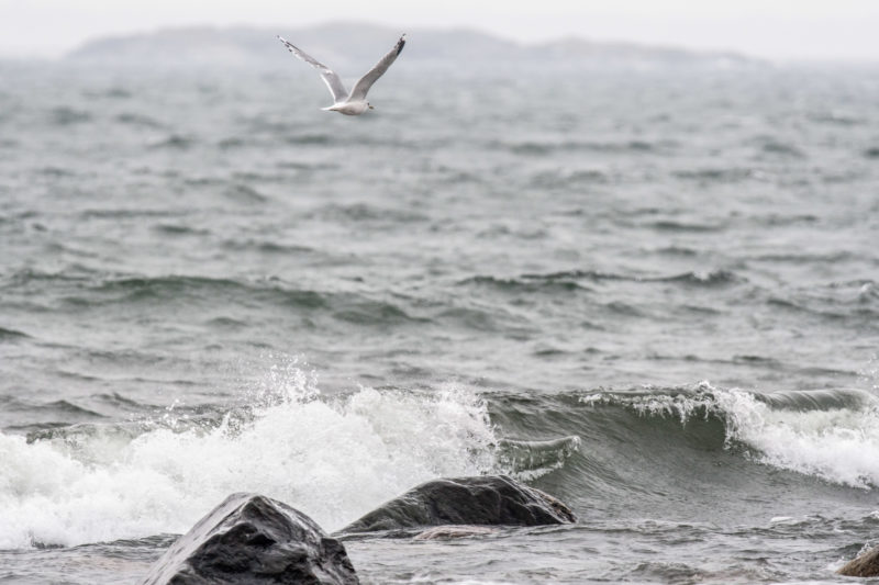 Jonathan Livingston Seagull flies his own way and I fondly remember the wonderful novel "The Jonathan Seagull" by Richard Bach and the beautiful photos by Russell Munson in it. So this photo gets another meaning.