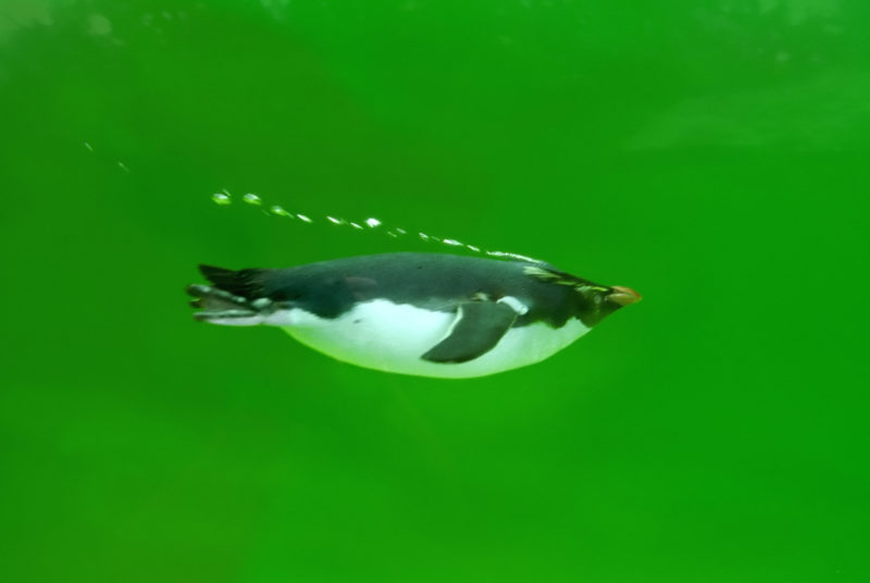 Photos can make my world stop for a short time. A penguin swims its circles in an algae aquarium as fast as an arrow. What else can he do there? So now his time also stands still.